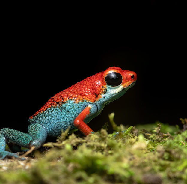 צפרדע חץ / צילום: Shutterstock