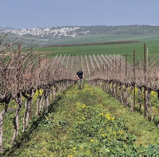 הגפנים. המשפחה היא הציר של הסיפור / צילום: ענת אגמון