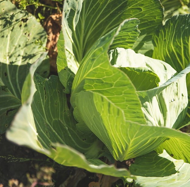 כרוב ירוק בשדות של משק חביביאן / צילום: שני בריל