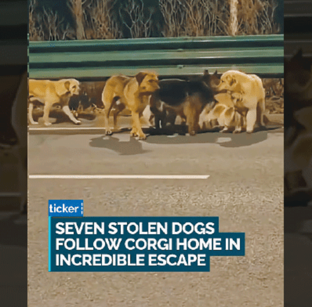 שבעת המופלאים מתוך הסרטון שהפך ויראלי. מצפן הביתה / צילום: צילום מסך