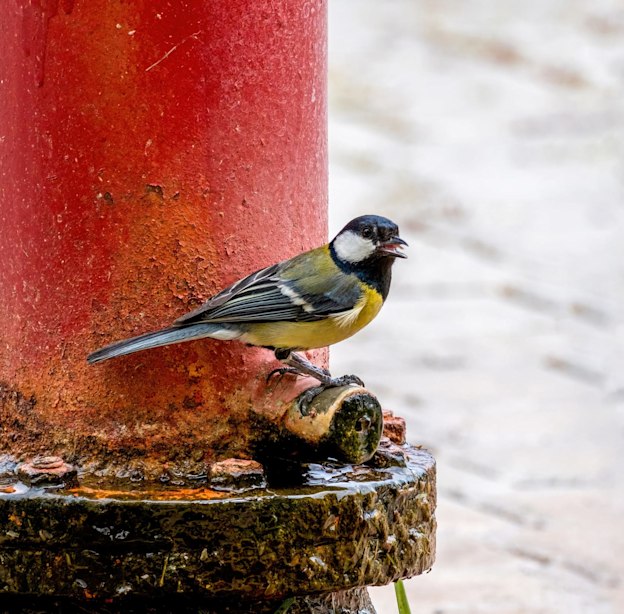 הירגזי. שינוי גנטי מובהק / צילום: Shutterstock