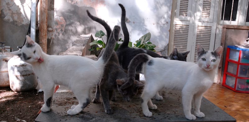 חתולים בחצר בניין / צילום: תמר מצפי