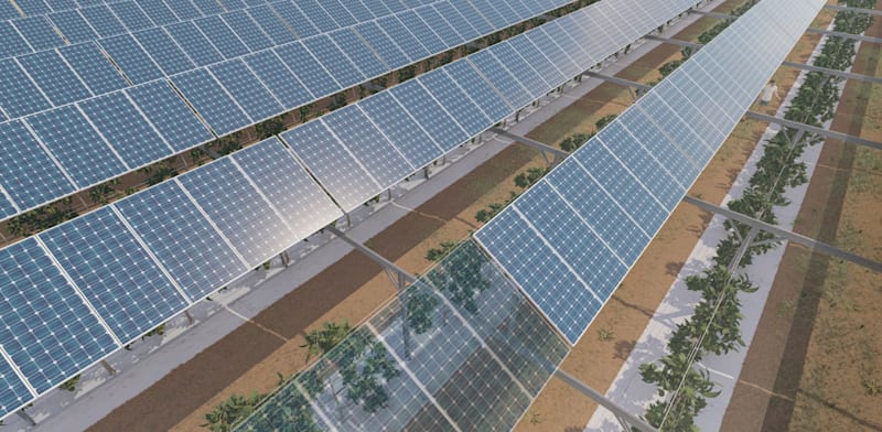 חלקות ניסוי לדו שימוש בקרקע חקלאית - אבוקדו / צילום: הדמיות דוראל