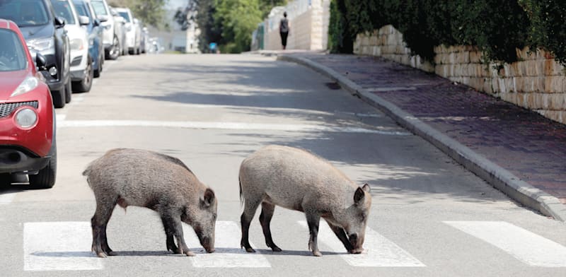 חזירי בר בחיפה / צילום: Ronen Zvulun