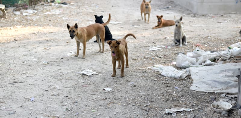 כלבים משוטטים / צילום: Shutterstock