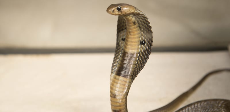 נחש קוברה קטלני / צילום: ap, Julie Larsen Maher