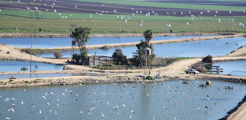 בריכת דגים בניר דוד / צילום: אסף סולומון