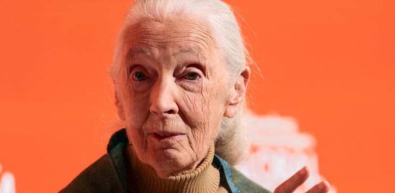 ד''ר ג'יין גודול / צילום: Reuters