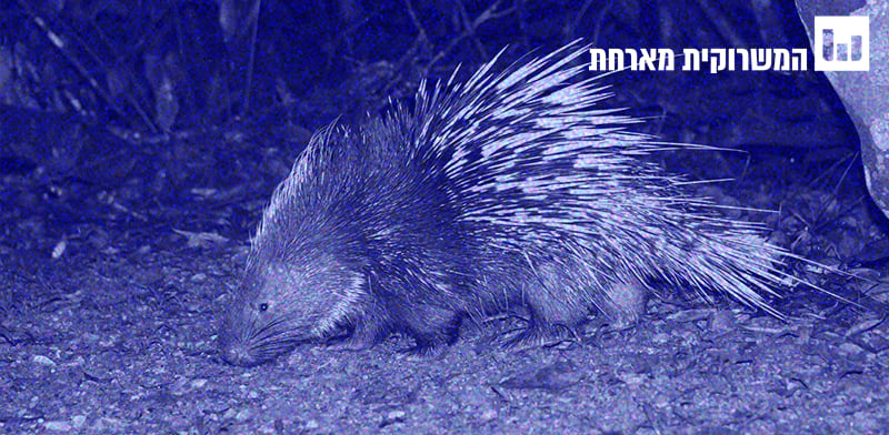 בודקים את המיתוס. הדורבן לא באמת יורה את קוציו / צילום: ויקיפדיה - Rushenb