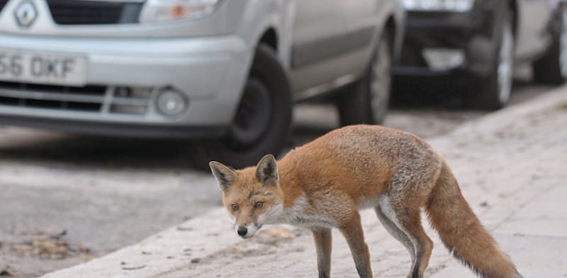 שועל אדום בעיר / צילום: Shutterstock