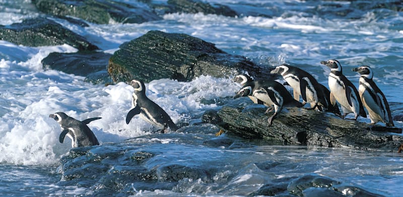 פינגוויני מגלן / צילום: Shutterstock