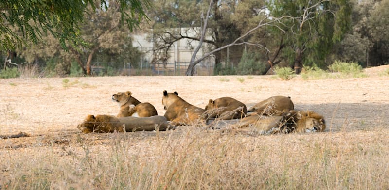 הספארי ברמת גן / צילום: Shutterstock