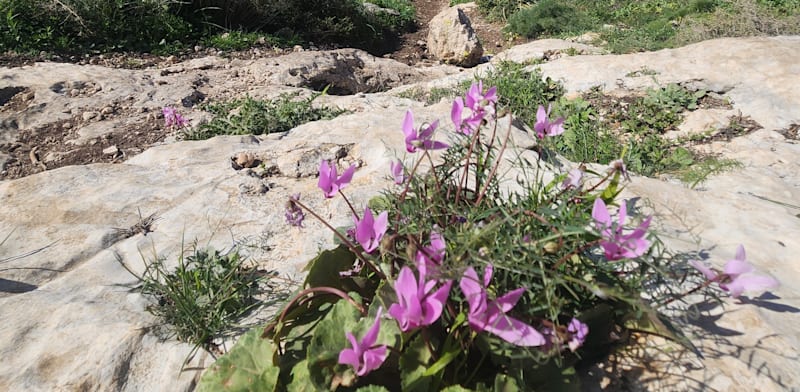 הר תנופה. יש גם סחלבים / צילום: יובל אינהורן