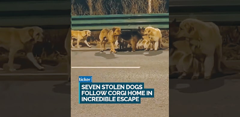 שבעת המופלאים מתוך הסרטון שהפך ויראלי. מצפן הביתה / צילום: צילום מסך