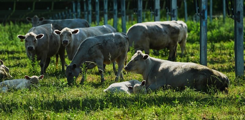 גידול בקר בחוות / צילום: ap, Joshua A. Bickel