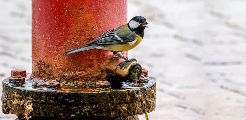 הירגזי. שינוי גנטי מובהק / צילום: Shutterstock