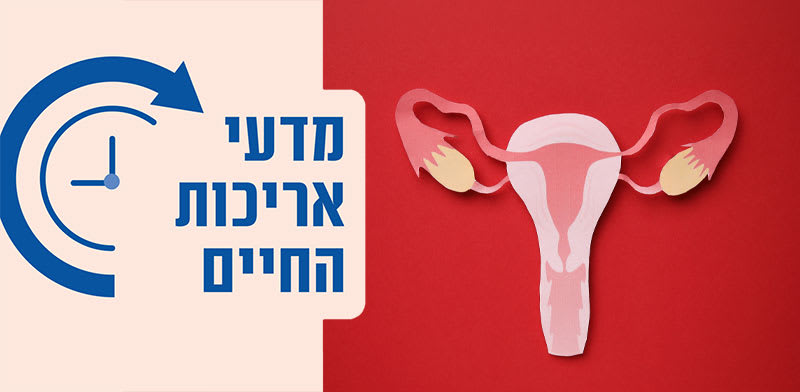 שחלות / איור: Shutterstock