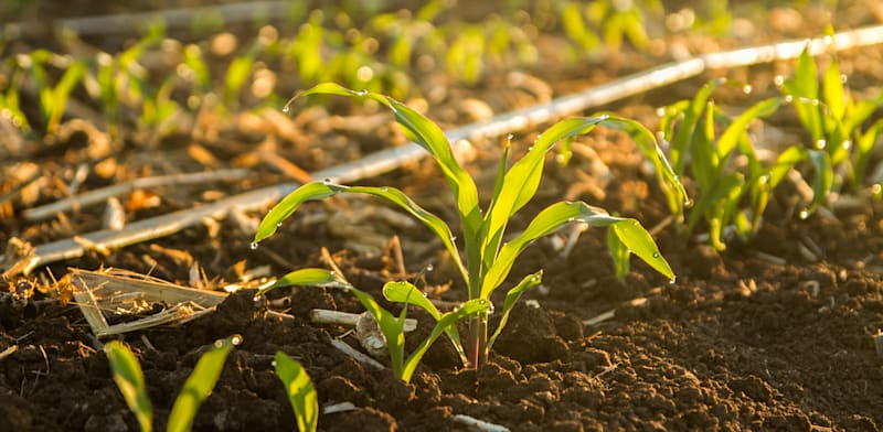 "נטפים / צילום: יח''צ"