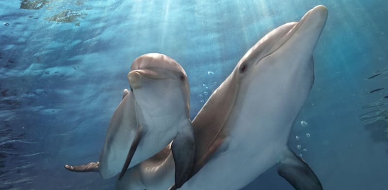 "דולפינים / צילום: יח''צ"