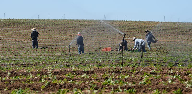 "משרד החקלאות פועל לסבסוד המים לחקלאים, על חשבון משקי הבית / צילום: איל יצהר"