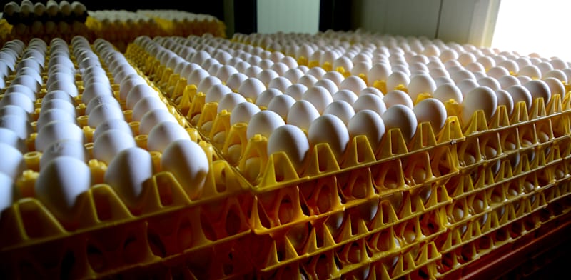 ביצים / צילום: איל יצהר