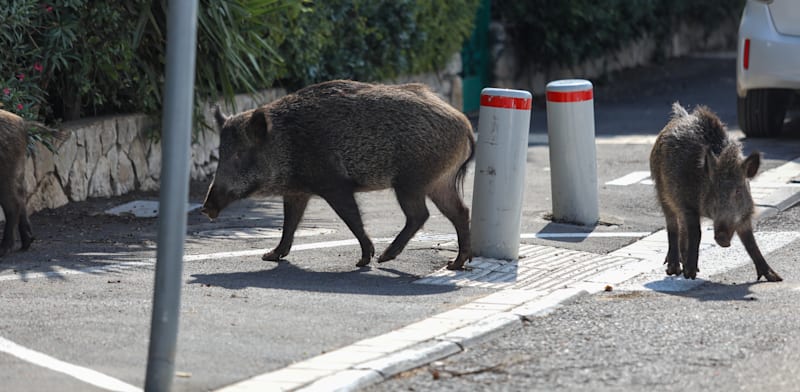 "משפחת חזירים משוטטת בחיפה / צילום: שלומי יוסף"