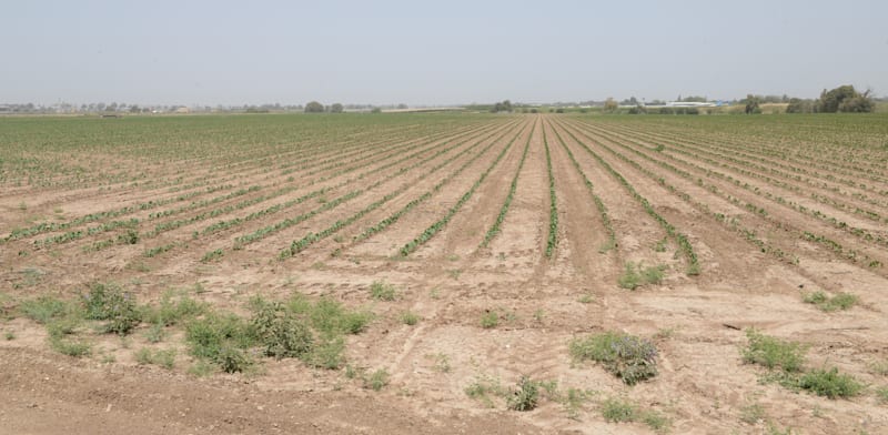 "קרקע חקלאית / צילום: איל יצהר"