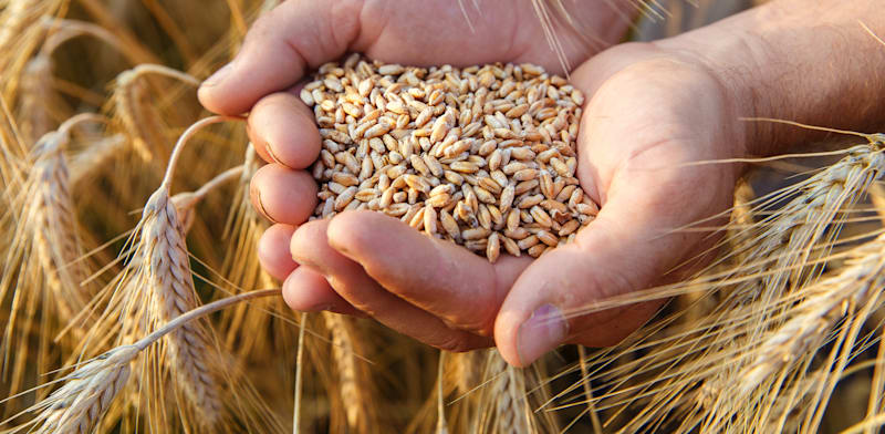 Israel to buy US wheat in exchange for tariff relief