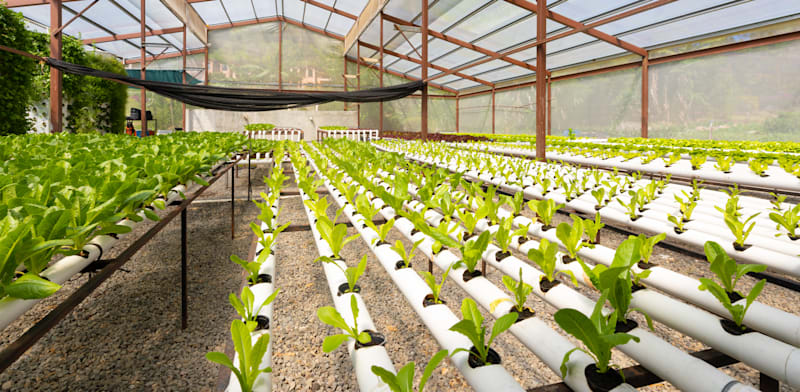 משק חקלאי. האם ניתן להוריש אותו? / צילום: Shutterstock