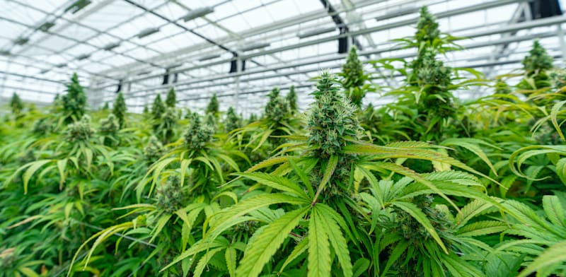 "חממת קנאביס / צילום: Shutterstock"