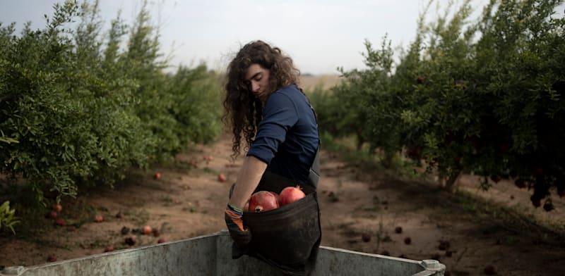 "משק חקלאות ישראלי / צילום: ap, Maya Alleruzzo"