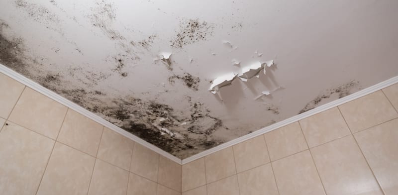 הרטיבות פגעה באיכות החיים של התובעים (אילוסטרציה) / צילום: Shutterstock