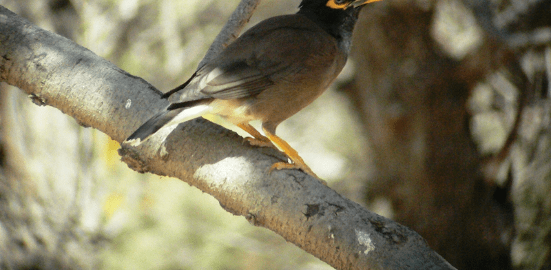 Indian mynah bird in Hayarkon Park, Tel Aviv