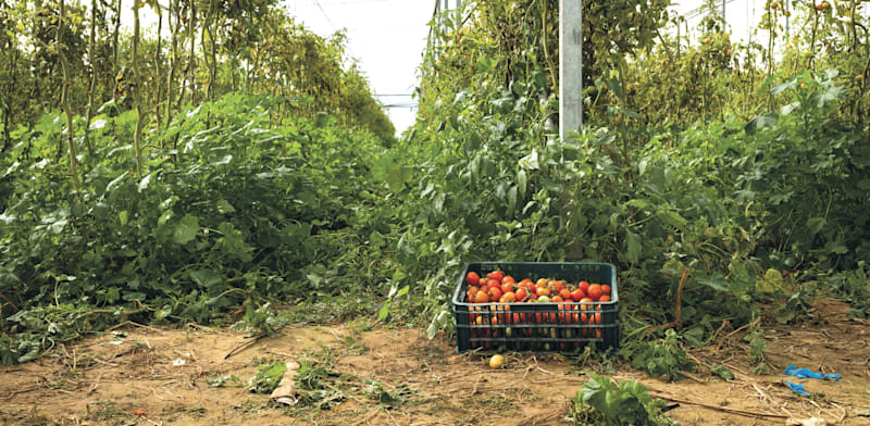 העגבנייה לא יכולה לחכות: ה