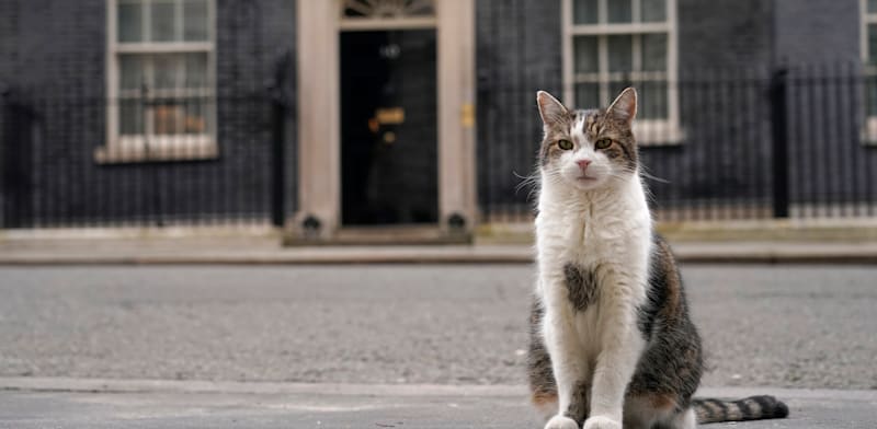 "לארי החתול, קצין העכברים הראשי של משרד הקבינט, מחוץ לרחוב דאונינג 10 / צילום: ap, Alberto Pezzali"
