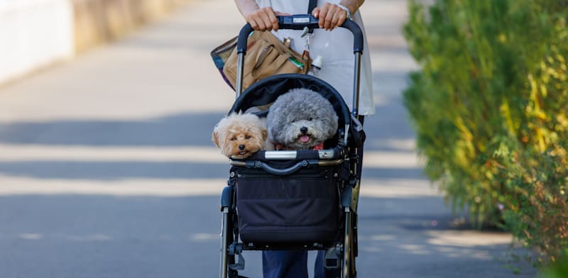 "עגלת כלבים בפארק בסיאול / צילום: Shutterstock"