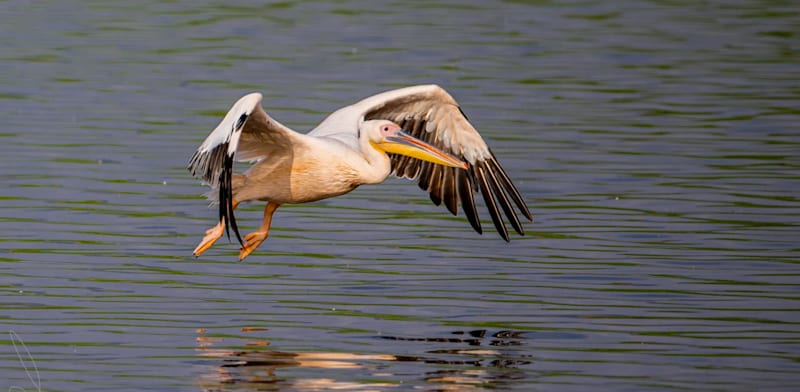 שקנאי בחולה / צילום: לירון שפירא,  החברה להגנת הטבע