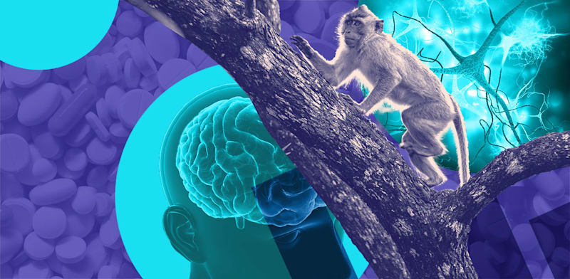 / צילום:  הביומד / עיצוב: טלי בוגדנובסקי, צילומים: Shutterstock"