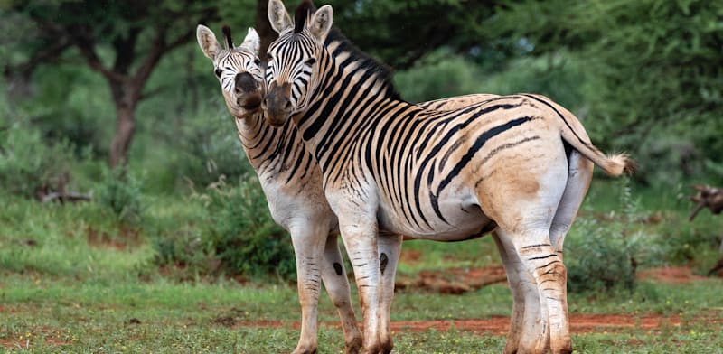 "קואגות מתקשרות אחת עם השניה בפארק הלאומי מוקלה, היכן שנמצא הפרויקט הייחודי להחזרת הקואגה / צילום: Shutterstock, Louis Lotter Photography"