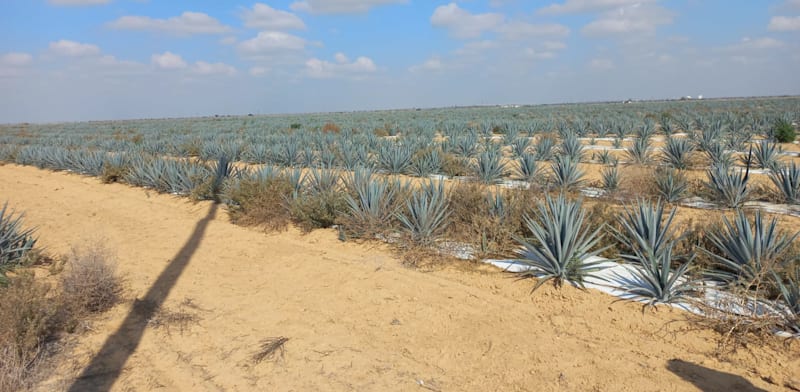 Blue agave fields in the Negev  credit: Alon Pearl