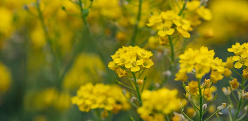 "צמח האליסום / צילום: Reuters, Wassilis Aswestopoulos"
