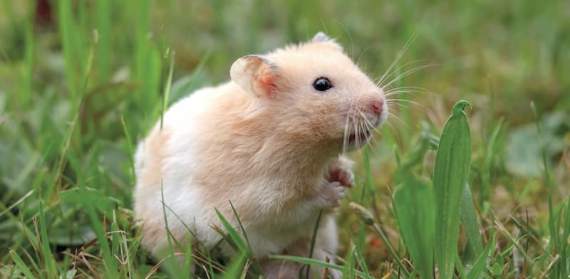 אוגר / צילום: Shutterstock