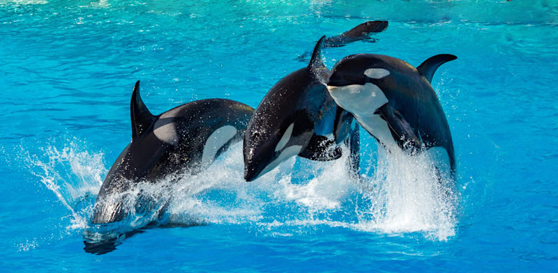 "לווייתני אורקה (קטלן) / צילום: Shutterstock"