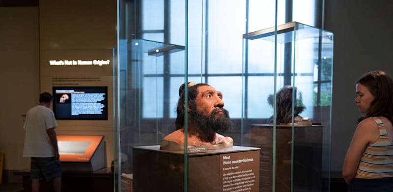 "אדם ניאנדרטל מתוך תערוכה במוזיאון הטבע וההיסטוריה בוושינגטון / צילום: Associated Press, Jacquelyn Martin"