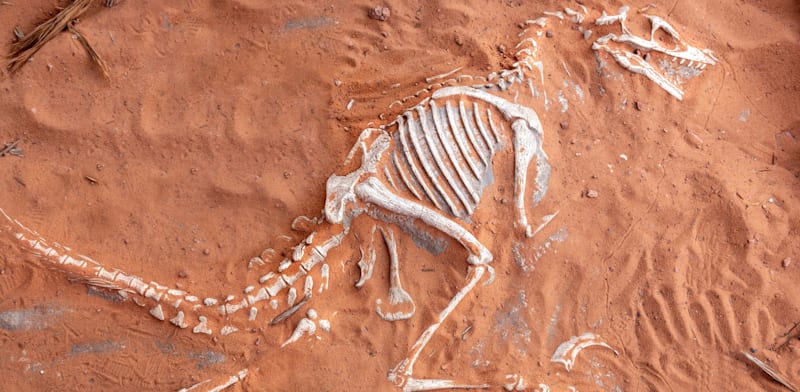 "שלד של דינוזאור בחול, מוזיאון הפליאונטולוגיה ביוטה, ארה''ב / צילום: Shutterstock"