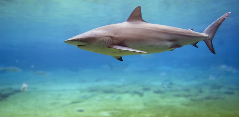 "כריש עפרורי. בן בית עונתי בחופי ישראל / צילום: Shutterstock"