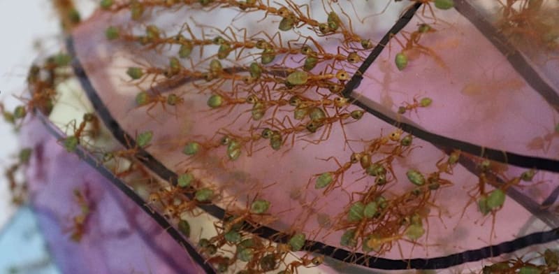 "נמלים אורגות. בונות יחד בית / צילום: באדיבות פרופ' עופר פיינרמן"