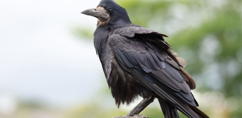 "עורב. בעל יכולת לזהות את עצמו במראה - השמורה מלבדו רק לדולפינים, פילים, קופי האדם ולוויתני אורקה / צילום: Shutterstock"