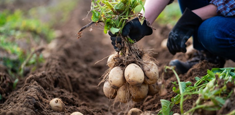 "שדה תפוחי אדמה / צילום: Shutterstock"