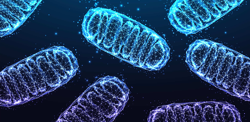 / צילום: ונדריה / אילוסטרציה: Shutterstock, Inkoly"